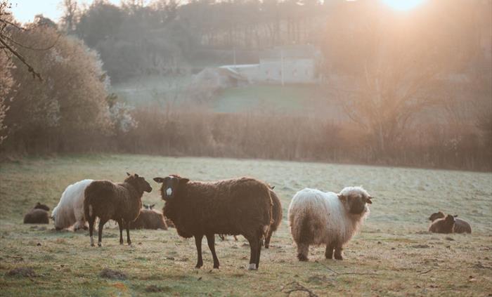Meet the flock
